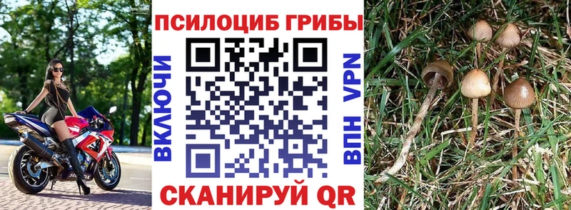 Купить где Бахчисарай Галлюциногенные грибы прущие грибы